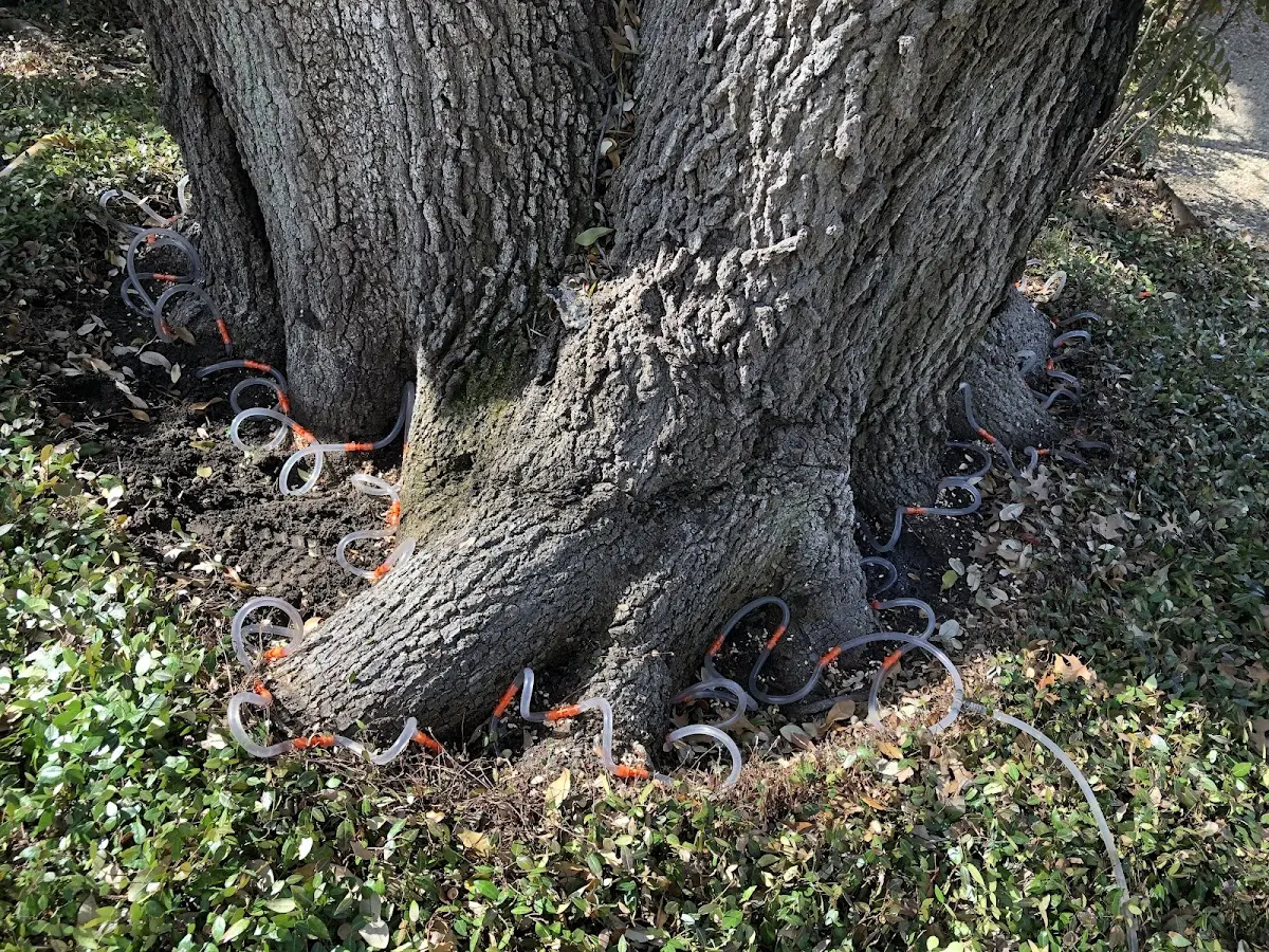 Detailed Tree Cabling and Bracing job site in Leslie