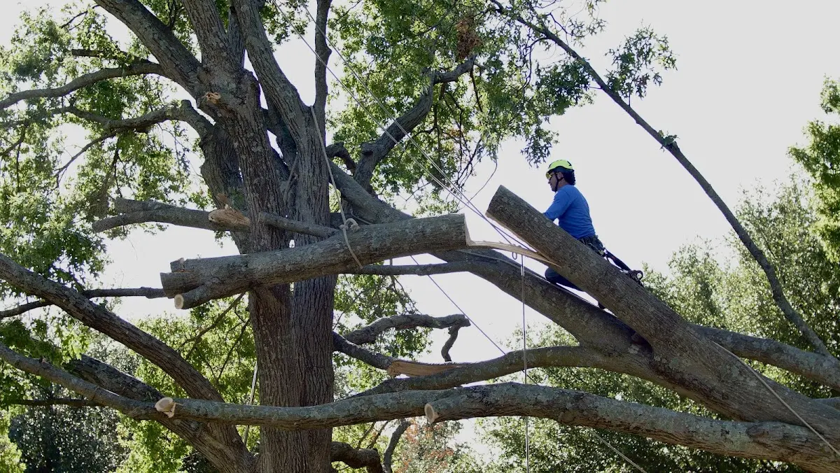 Professional Hazardous Tree Removal performed by certified arborists in Leslie